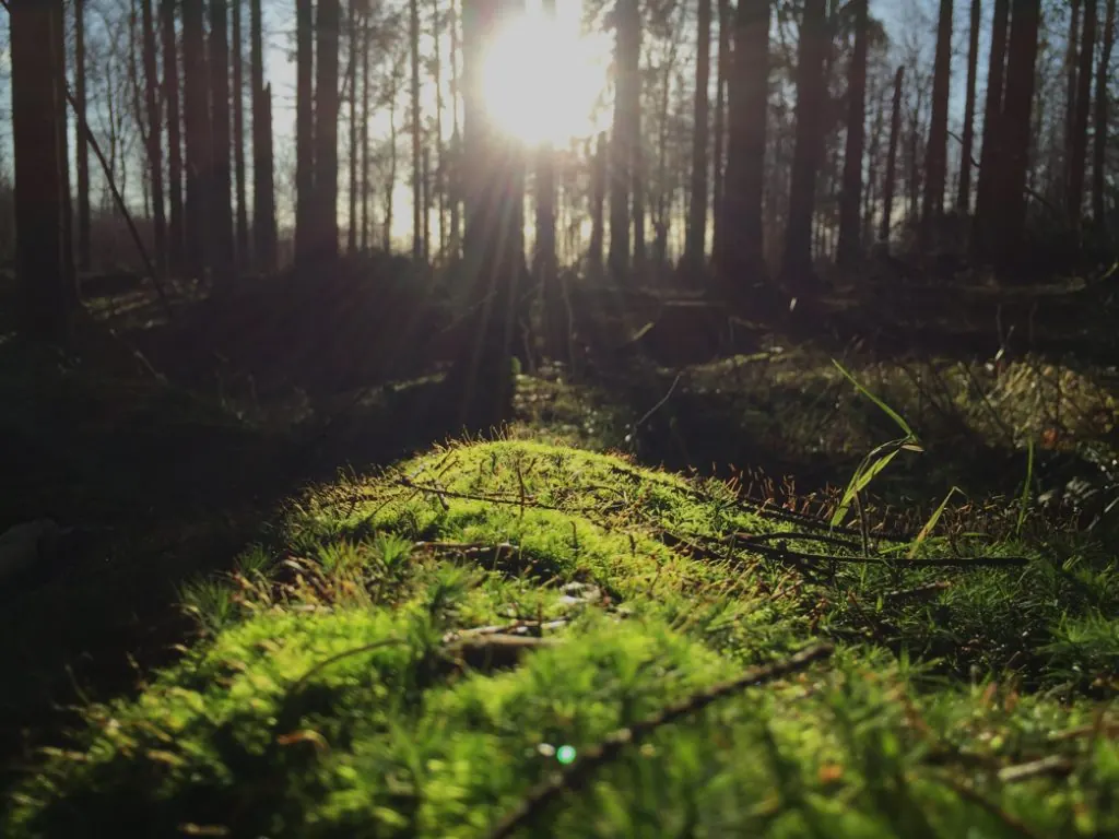 Ochtendlicht door de bomen in het bos achter de woningen